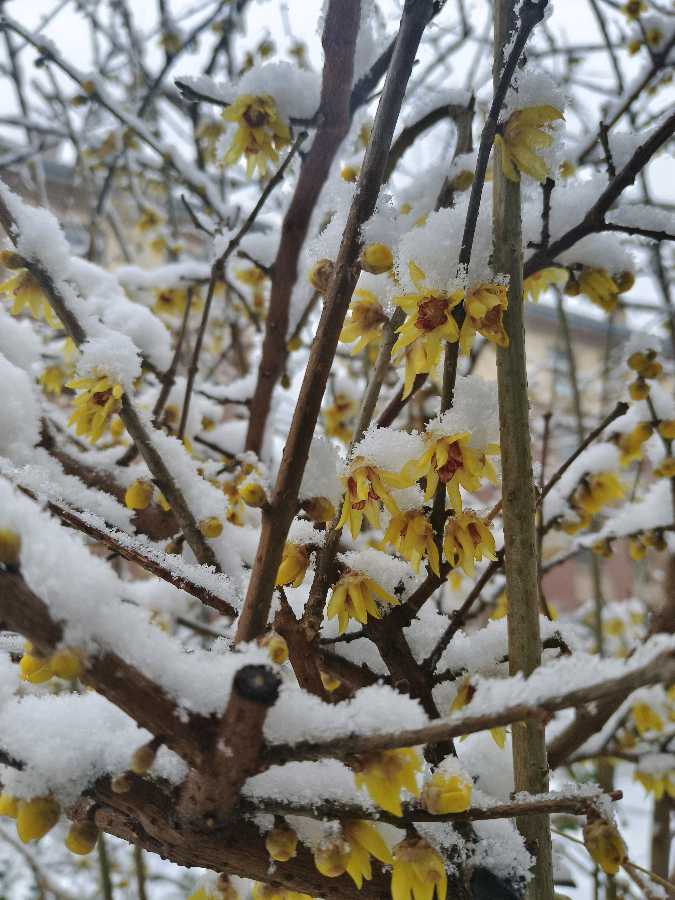 【5983】孙庆玉诗作《雪日清欢》（图3）