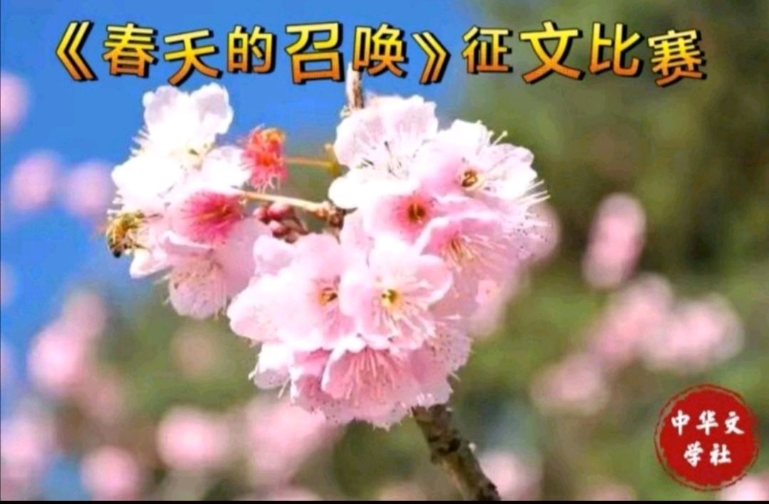 【春天的召唤编委征文】作者/孙明慧||主播/海河儿女||主编/孙明慧（图3）