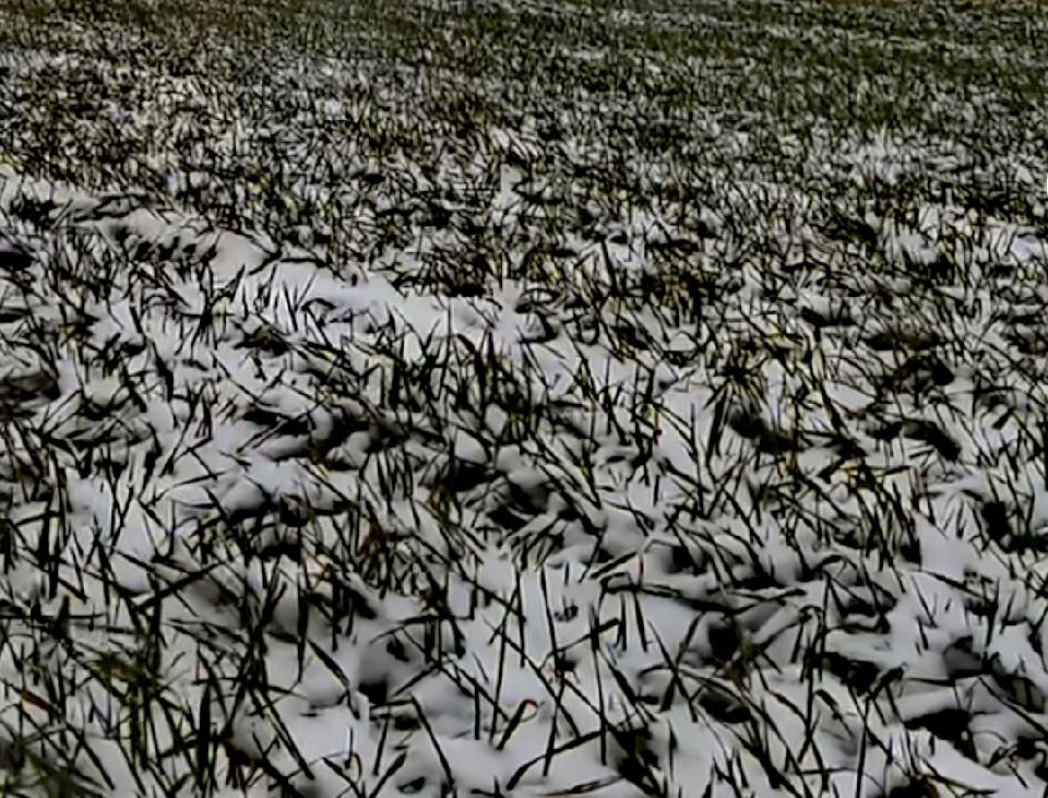 【湖城文艺】《我的故乡下雪了》（诗歌）（图5）