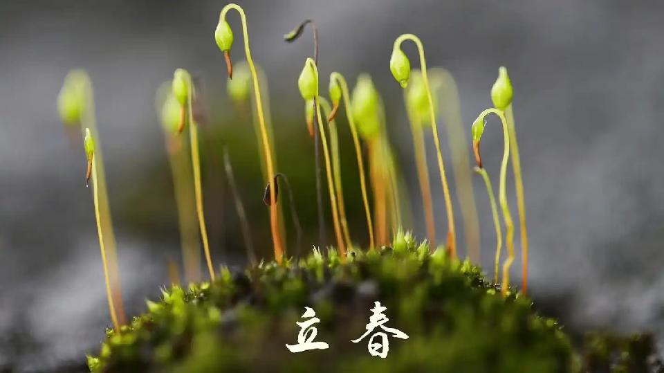 乙巳立春/乙巳立春次日喜晴（文/许碧霞）……莲叶之珠文学社