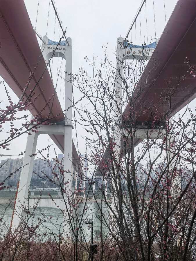 「散文」南滨路的美人梅开了(图4)