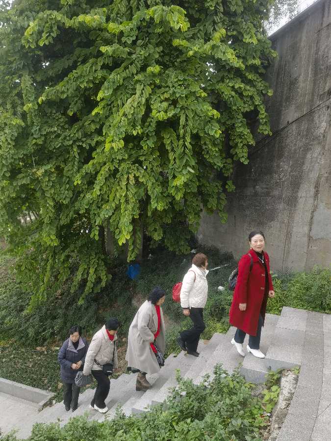 「散文」南滨路的美人梅开了（图6）