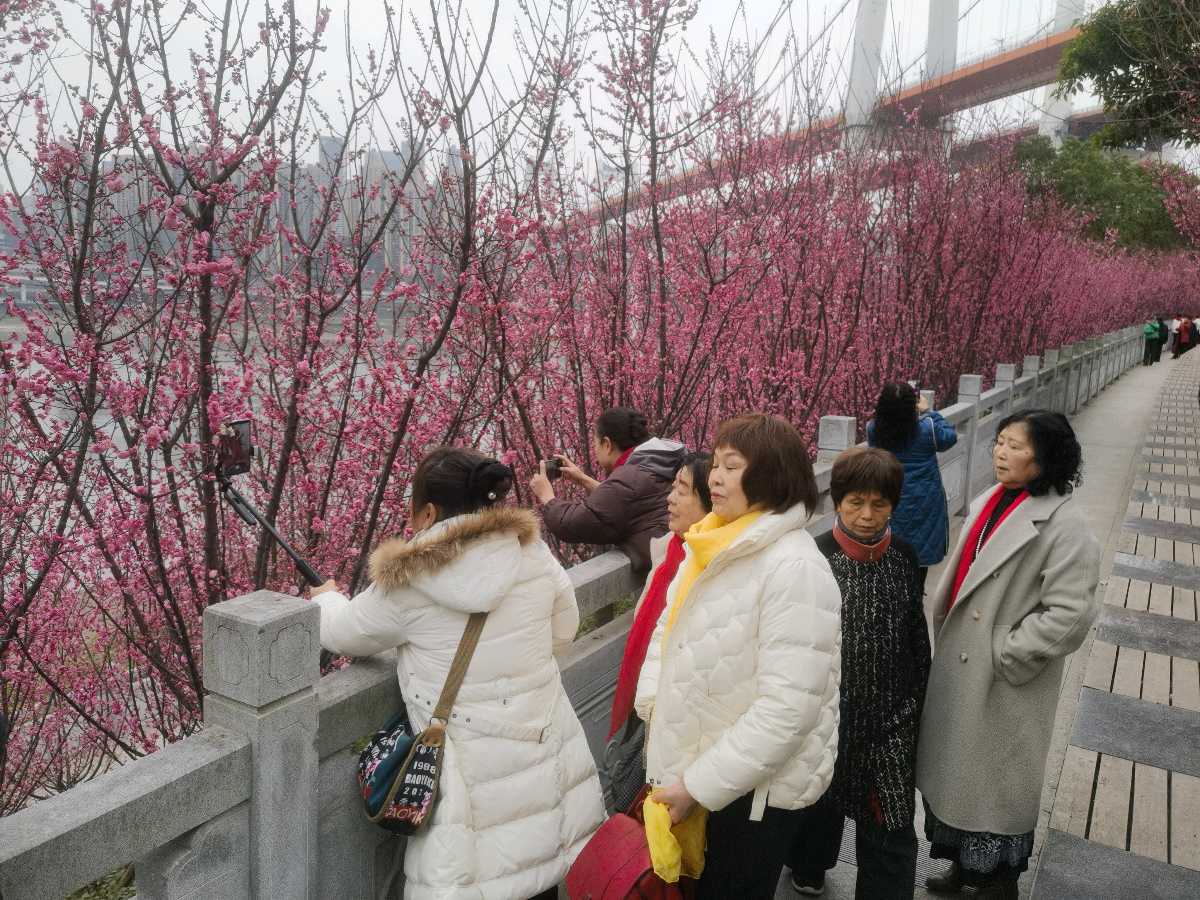 「散文」南滨路的美人梅开了(图8)