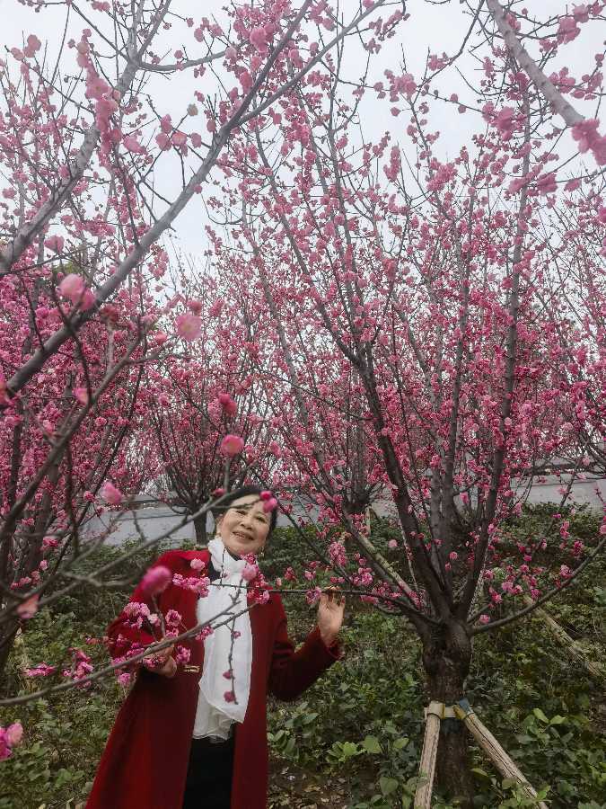 「散文」南滨路的美人梅开了（图14）