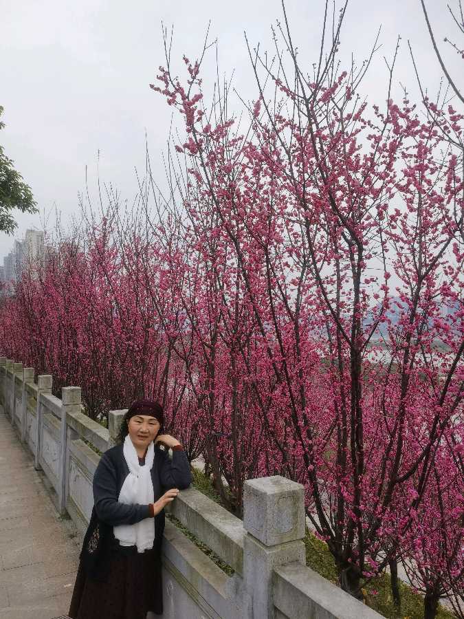 「散文」南滨路的美人梅开了(图20)