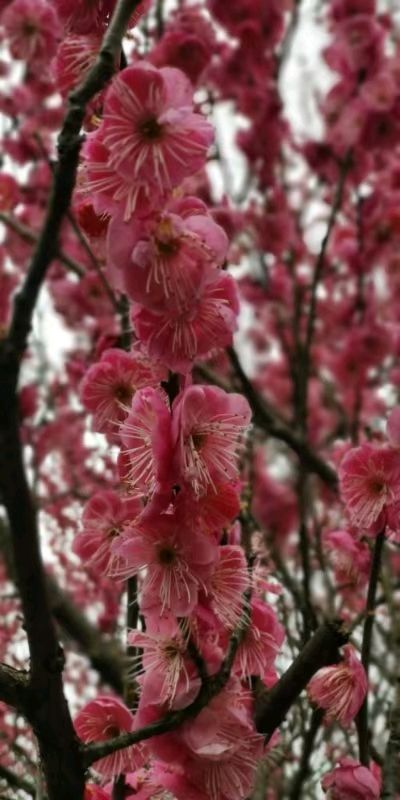 「散文诗」走进红梅旁（图2）