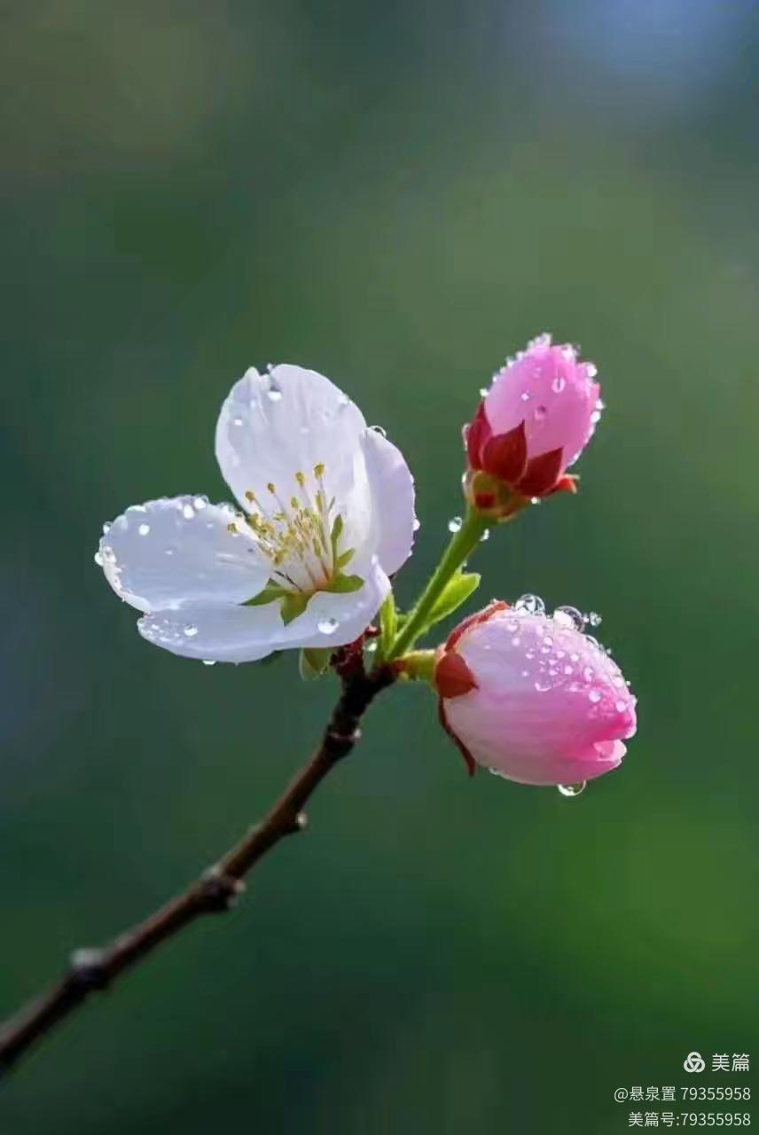 ［一个人的树洞］山中乡里巴人的春雨（文/悬泉置）……莲叶之珠文学社（图10）