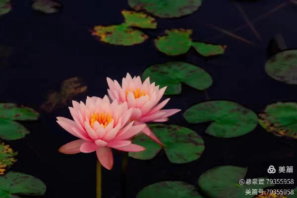 ［一个人的树洞］山中乡里巴人的春雨（文/悬泉置）……莲叶之珠文学社（图11）
