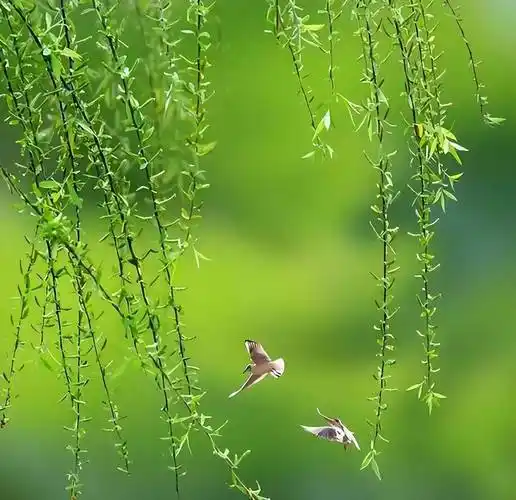 健康是福的《清平乐 田园春意》