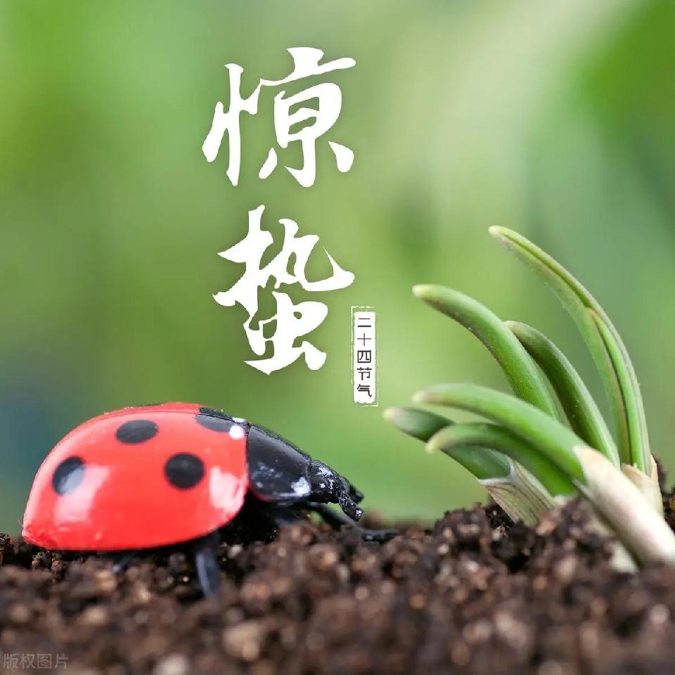惊蛰：作者||杨方（澳大利亚）海外头条（图5）
