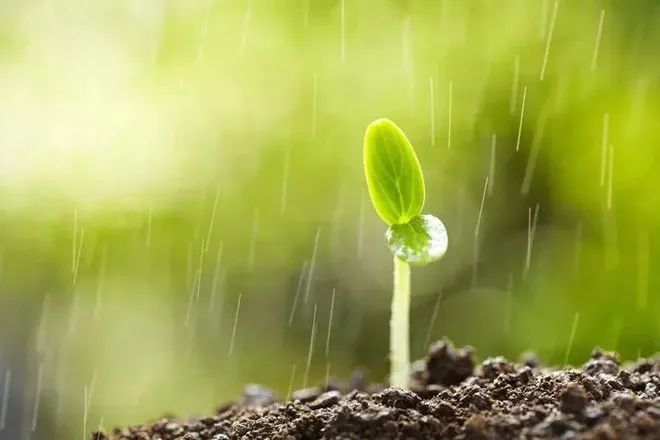 《春雨》袁增木（图3）