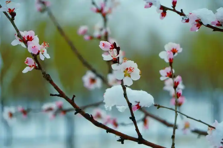 健康是福的《三月里桃花雪》