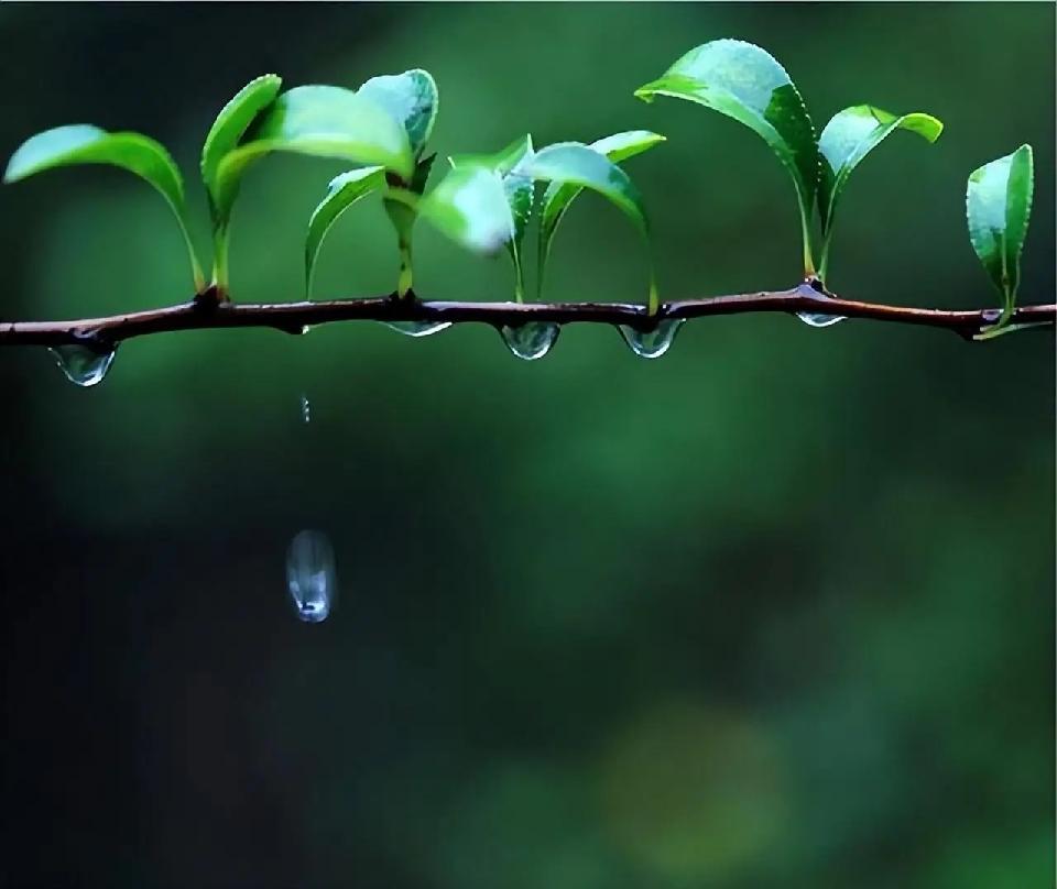 【新诗大观】雨一直下||文/岳国栋（图2）