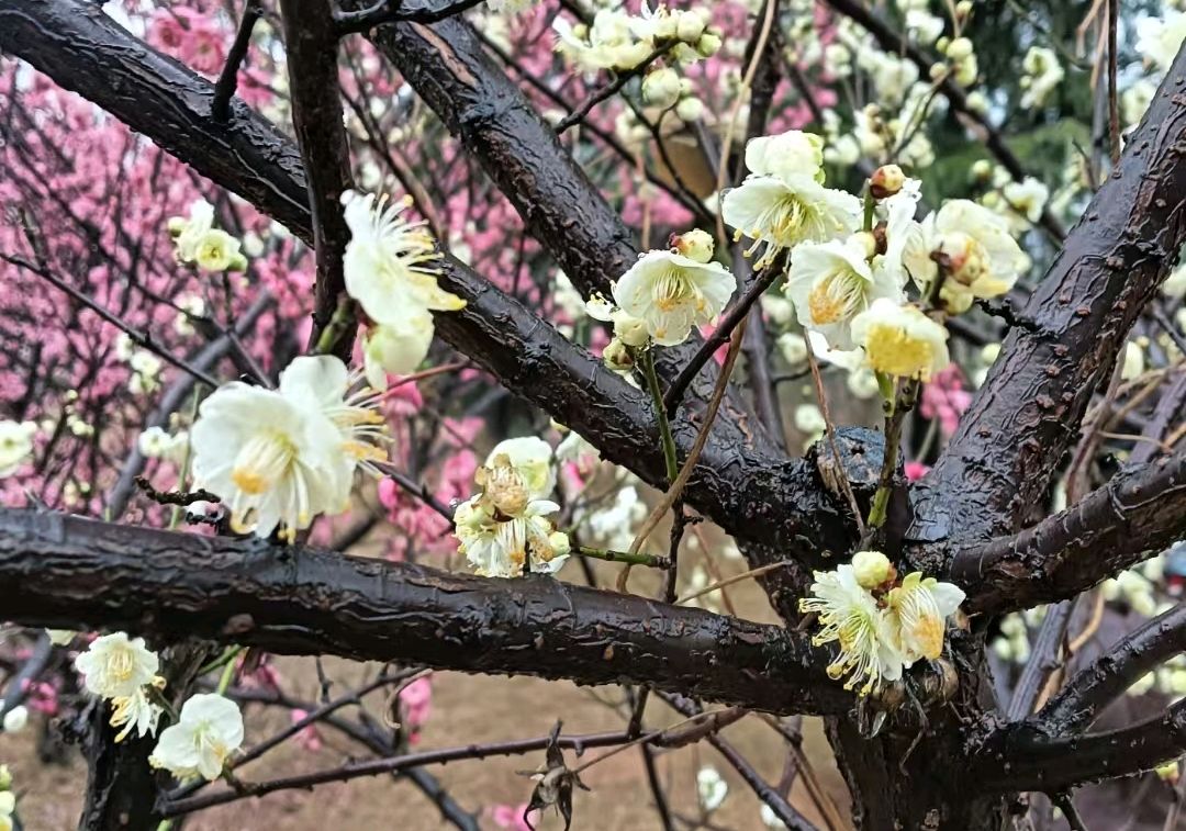 《春天，我为你歌唱》（图2）