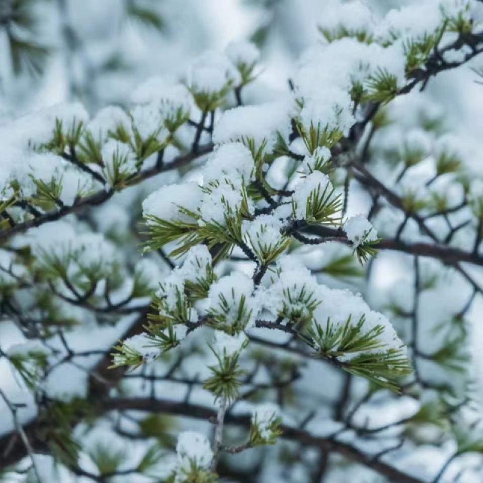 王金政的《春雪，有一场梦的洁白》