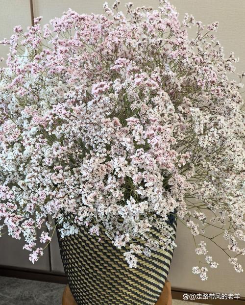 干枝梅-文/淡淡的茶香（北京）四合院诗刊【世界诗人名人展】10580期（图5）