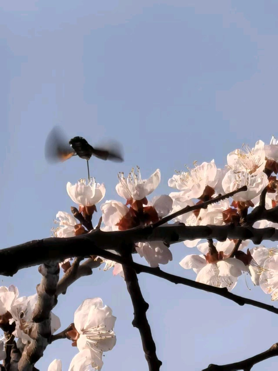 【故道文化·6397】孙庆玉《观树即景》（图4）