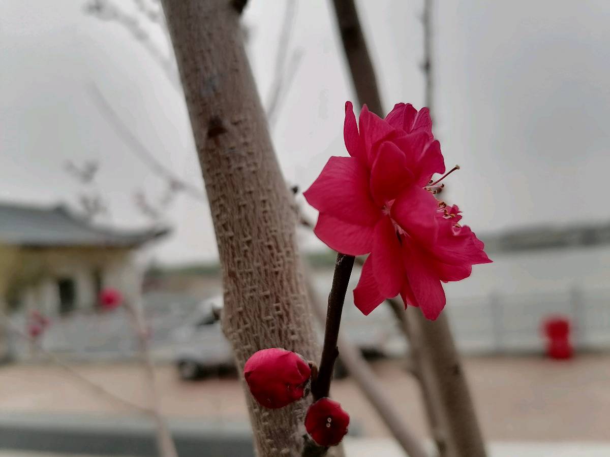 心中自有桃花源（外一首）（图2）