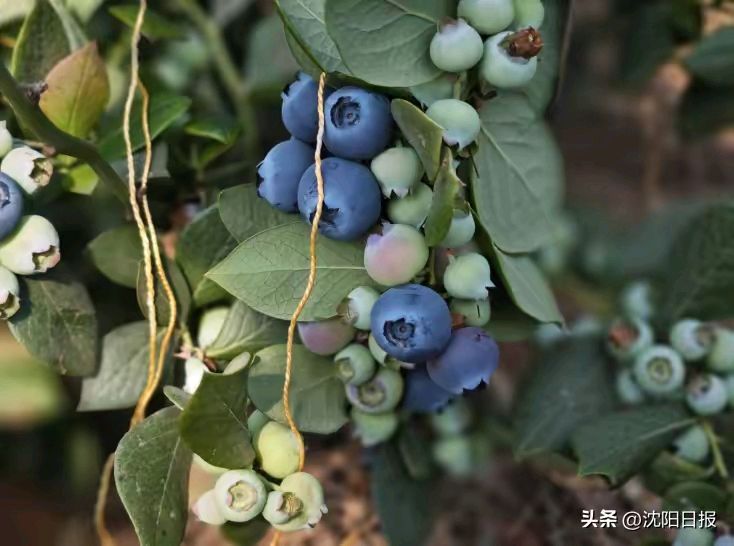 《郭小林现代诗人现代古诗新作》作者：郭小林 [中国现代诗歌文化传媒]（图7）
