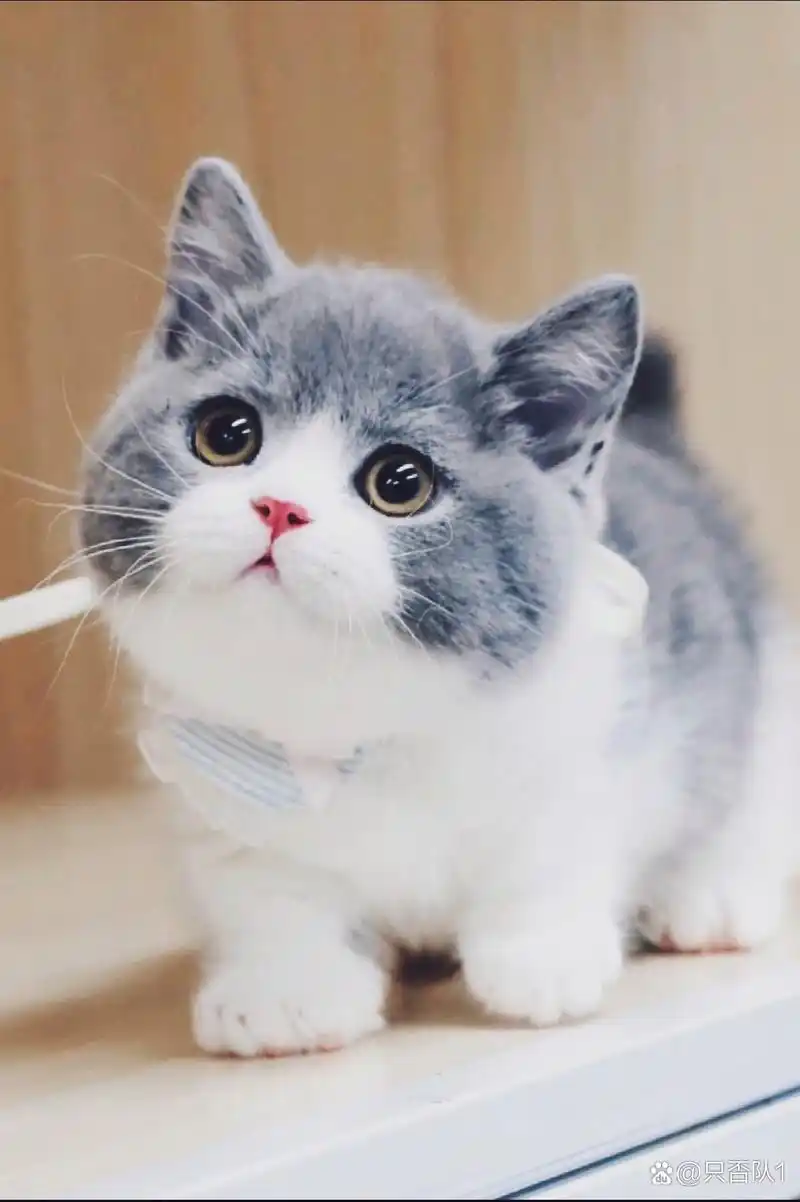 聆听 ‖ 肖柳师蒙播讲《小猴画画‖小兔的坚持‖和猫妈妈走散的小猫》作者/佚名（图5）