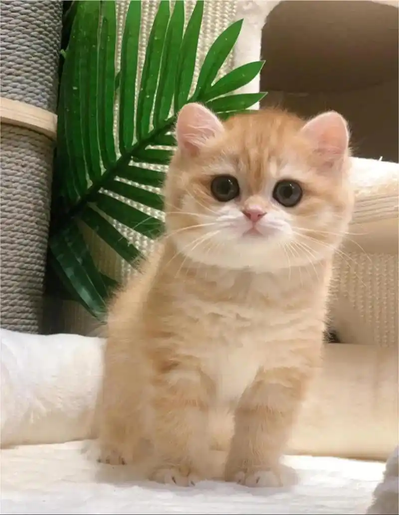 聆听 ‖ 肖柳师蒙播讲《小猴画画‖小兔的坚持‖和猫妈妈走散的小猫》作者/佚名（图6）