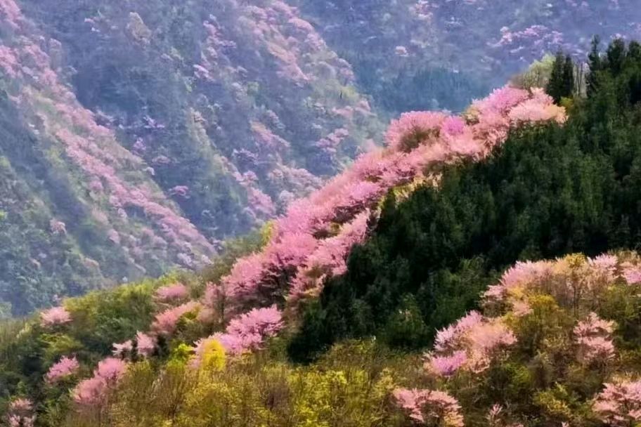 【荣耀中国】面对春天 我无以言表（现代诗）作者/三木子 诵读/秋风咏叹调（图2）