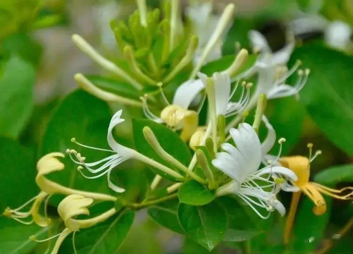 金银花 文/海湾（图3）
