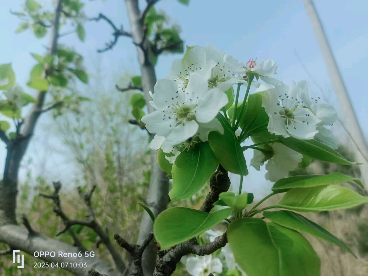 【故道文化·6578】知足常乐摄影《春花烂漫》（图7）