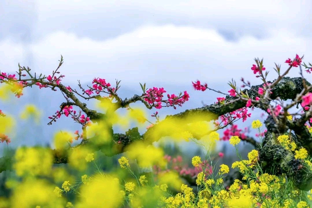 杏花天*春天的旋律金夜（兰州）（图4）