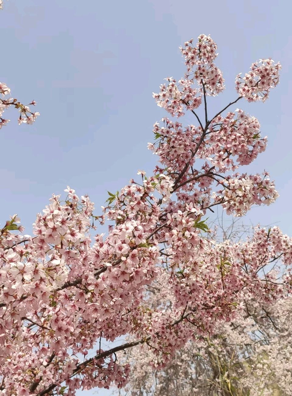 【名家风采】（随笔）古柏渡花似海//文/风华依旧（图7）