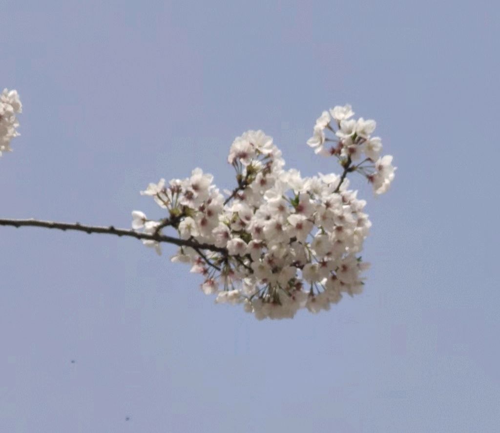 【名家风采】（随笔）古柏渡花似海//文/风华依旧（图10）