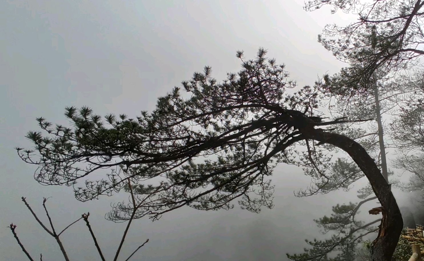 【和阳诗人】大风过境虚惊一场||文/李红进