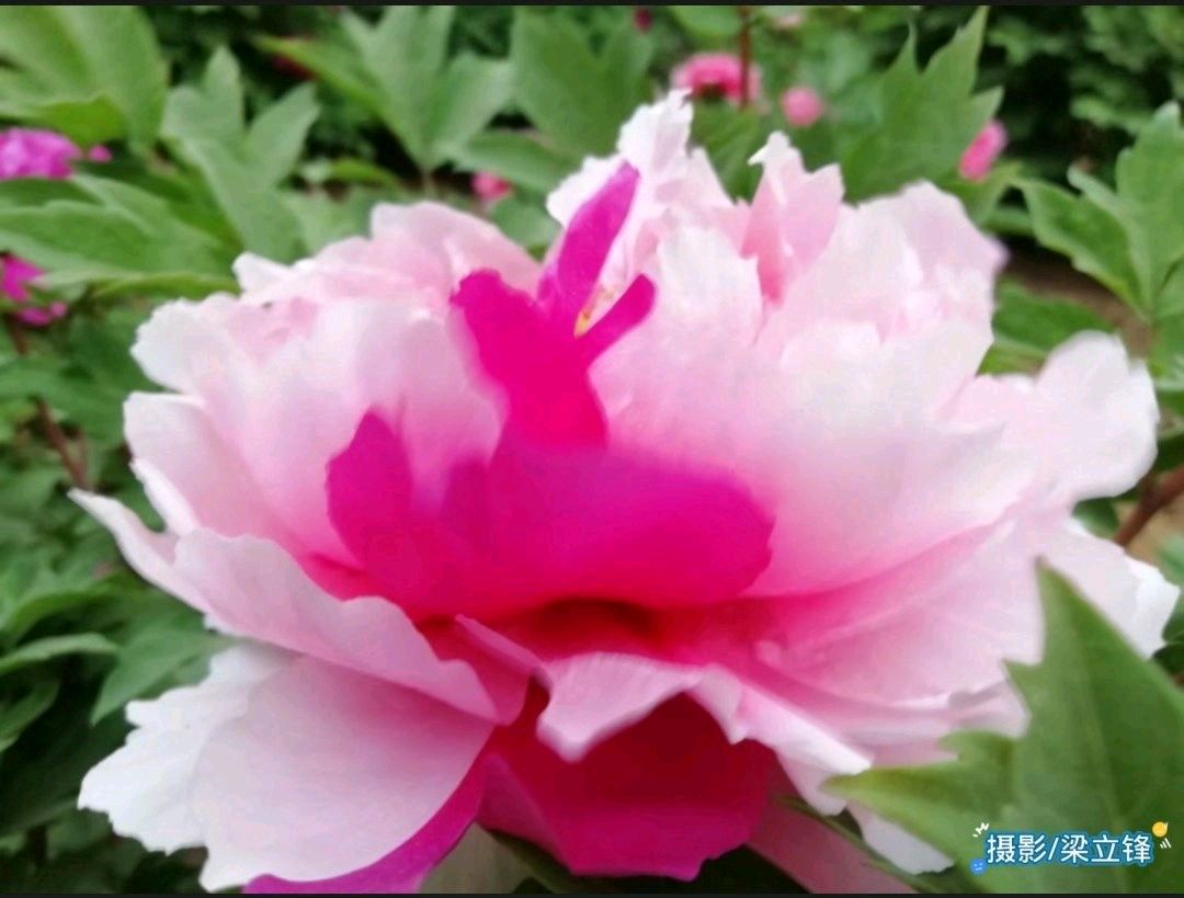 四月风中花木春 原作/梁立锋（图7）