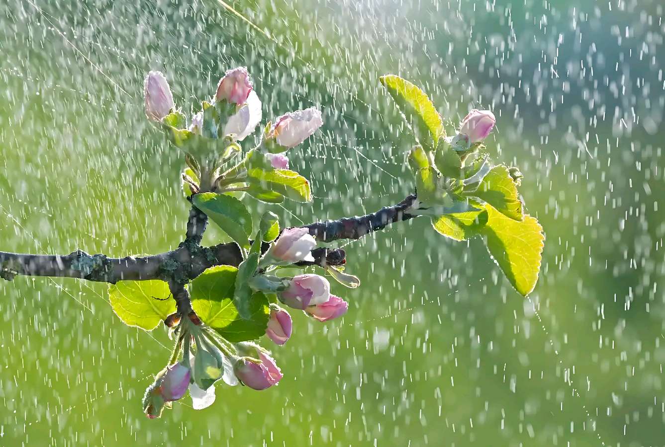 欣赏红霞汉俳诗两首（图4）