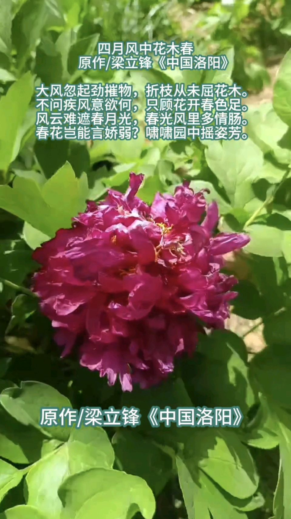 四月风中花木春 原作/梁立锋（图4）