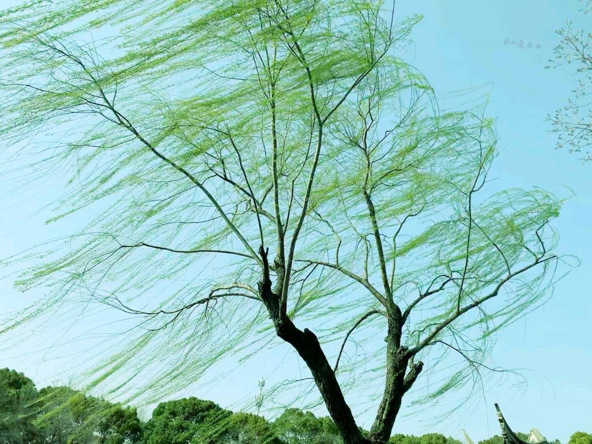 五律《春风》文/张文吉（图3）
