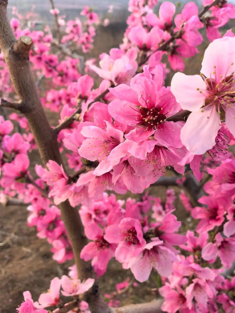 杜鹃花，谷雨诗篇，（图6）
