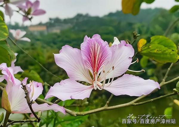 杜鹃花，谷雨诗篇，（图2）
