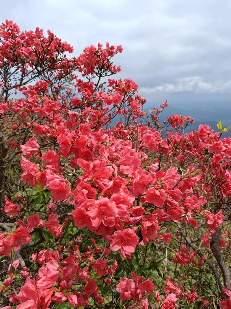 杜鹃花，谷雨诗篇，（图9）
