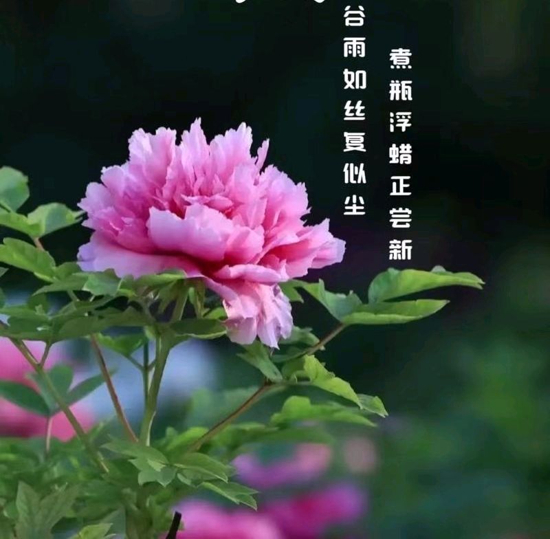 《写在谷雨节》