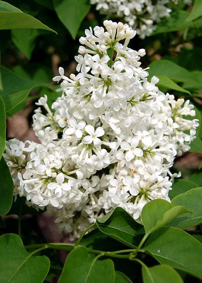 东方书剑的《醉桃源・咏欧丁香花》