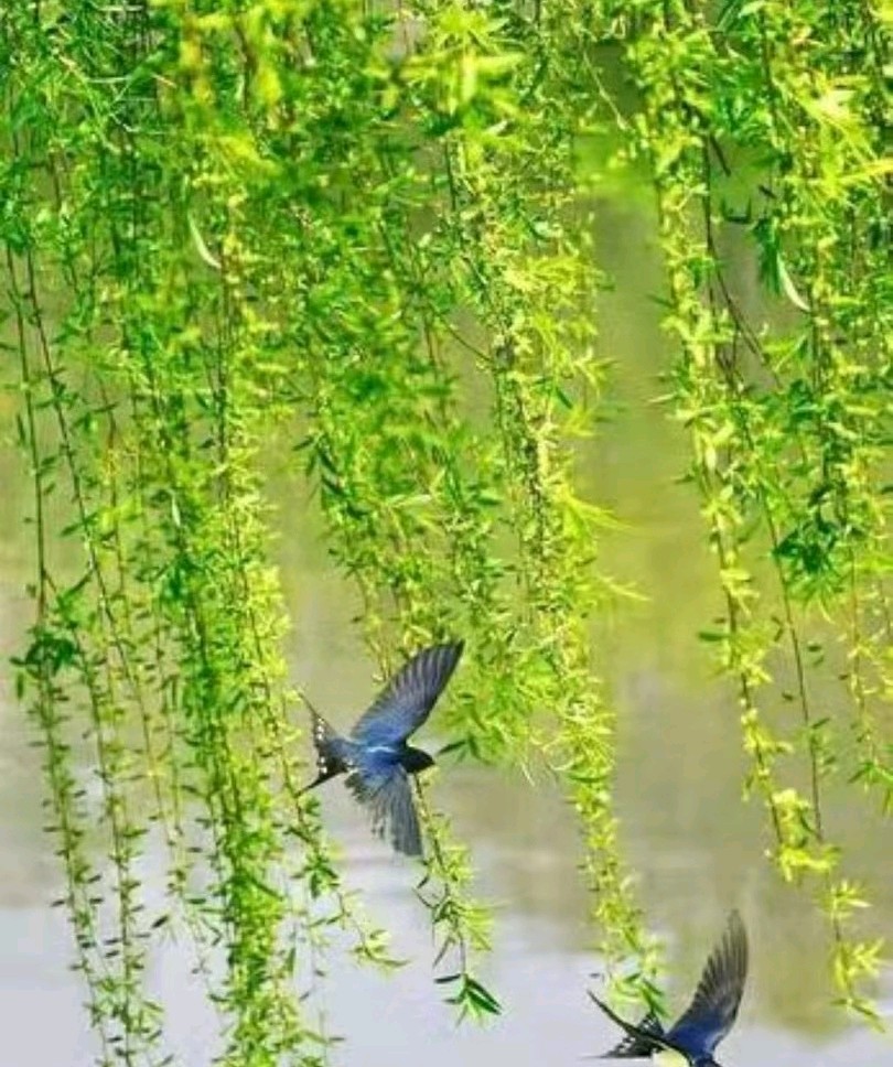 联机全球发布牟福香《精彩晨语》（图49）