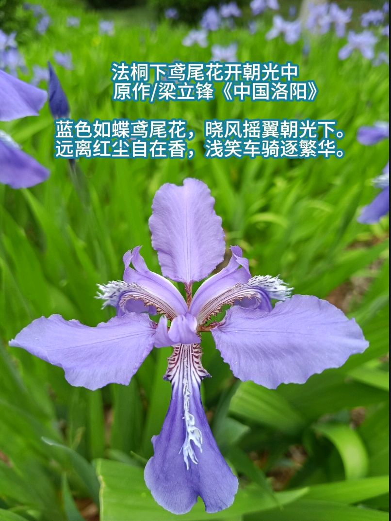 法桐下鸢尾花开朝光中 原作/梁立锋（图23）