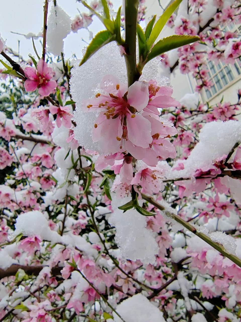 【新山东文学社】《三月大雪纷纷扬》作者/孙波 主播/苏宁（图6）