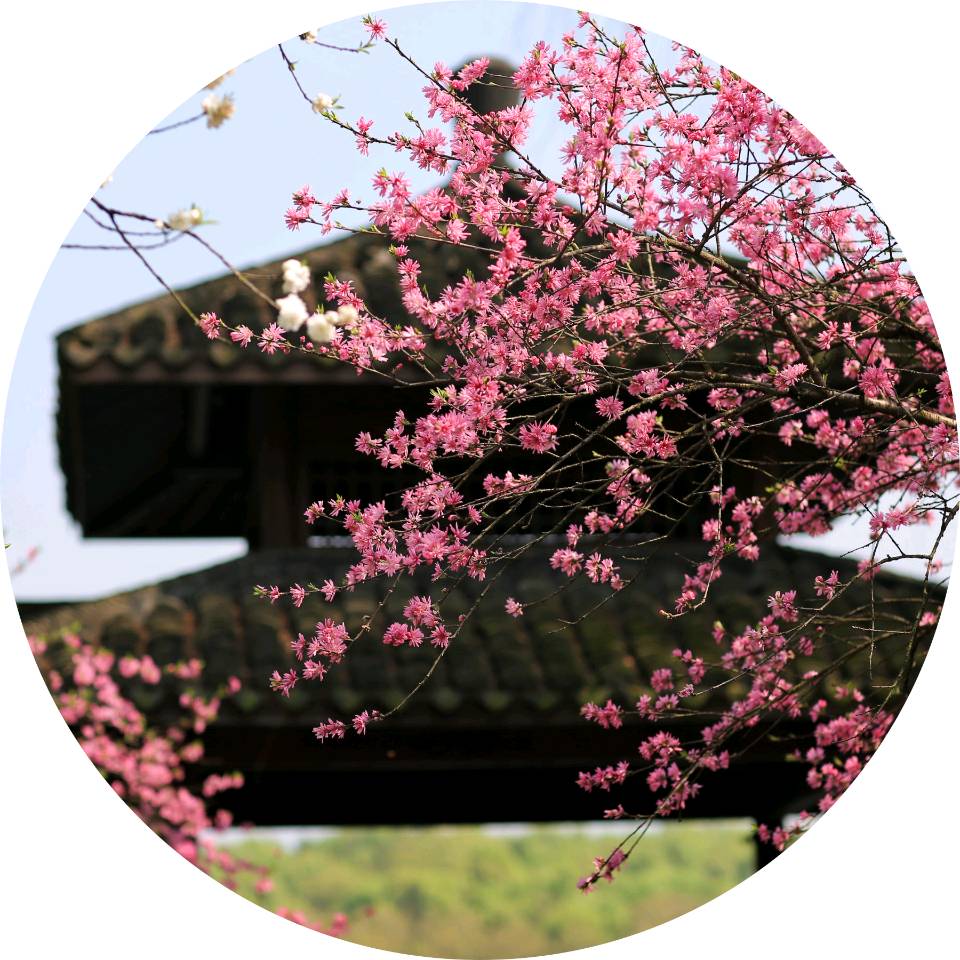 【新山东文学社】《暮春吟怀(十二首)》作者/剑如虹 主播/天空(图3)