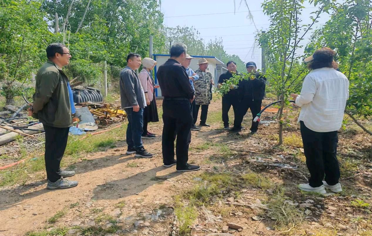 平顶山市科技特派员“把脉问诊” 助力宝丰秋月梨园丰产增收（图3）