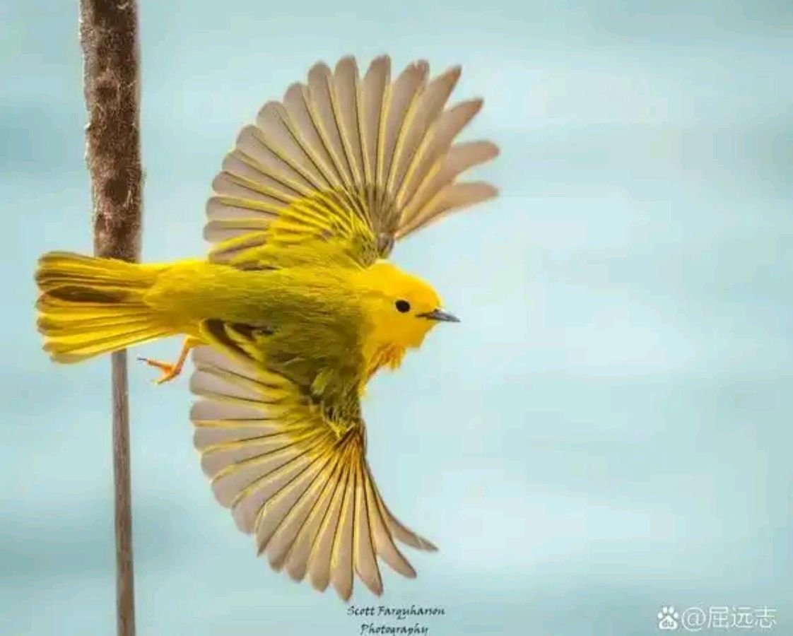 卜算子. 莺歌燕舞（二首）文/江冲（图2）