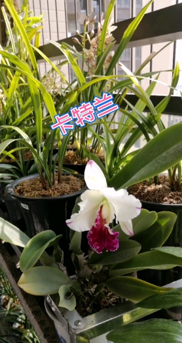 清平乐-学友赠我卡特兰～词◑刘哲侬（图14）