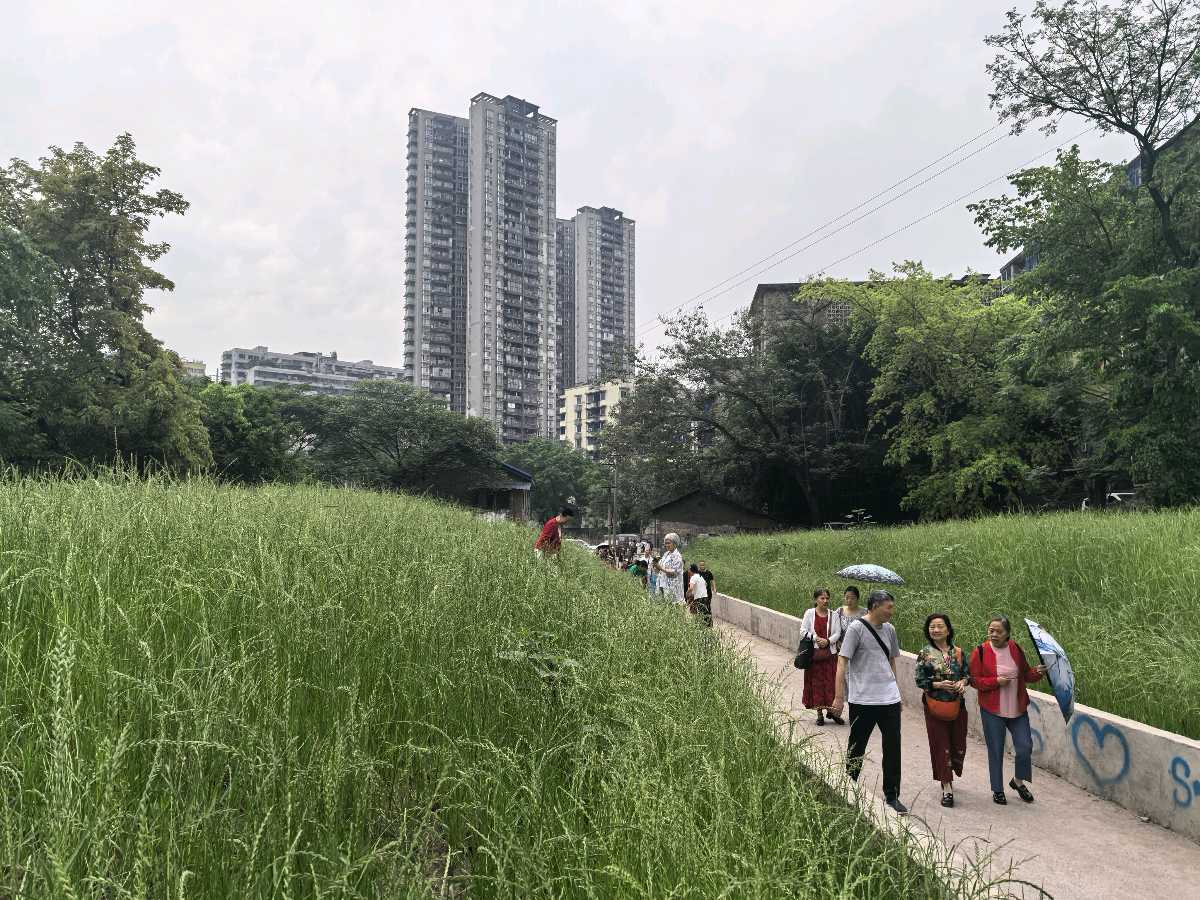 「散文」九龙江畔的马鞭花开了(图2)