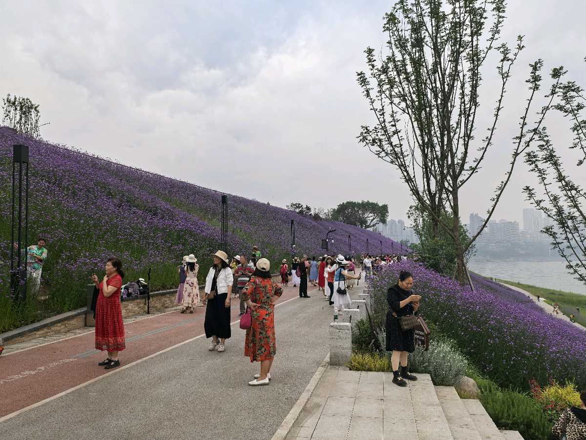 「散文」九龙江畔的马鞭花开了（图7）